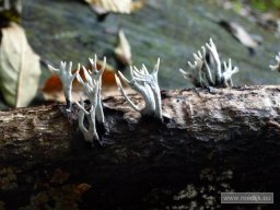 cl-circum-elswoutherfst-20121022-045