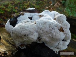 cl-circum-elswoutherfst-20121022-070