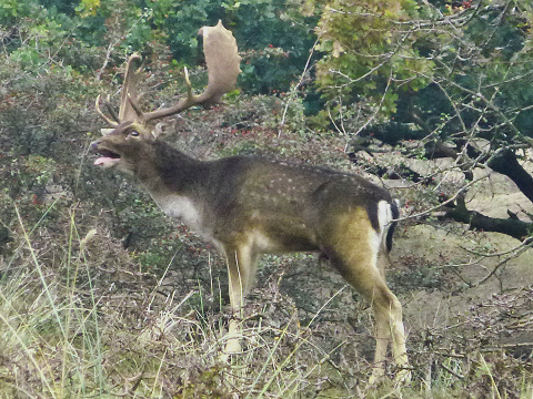 Burlend damhert in Waterleidingduinen.