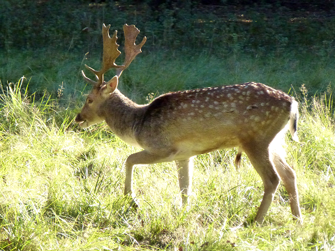 Damhert in de Waterleidingduinen.
