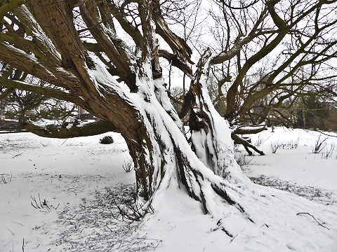 Vleugelnoot in de sneeuw.