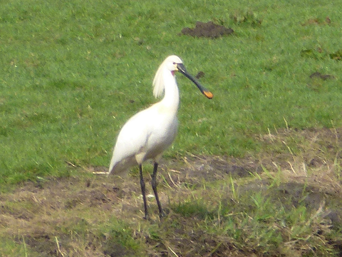 Inmiddels vaste gast in de Hekslootpolder.