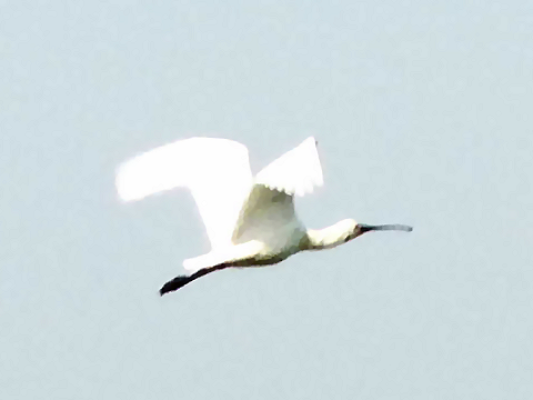 Lepelaar boven Heksloot-Akendam.