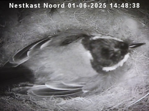 Broeden in nestkast-noord.