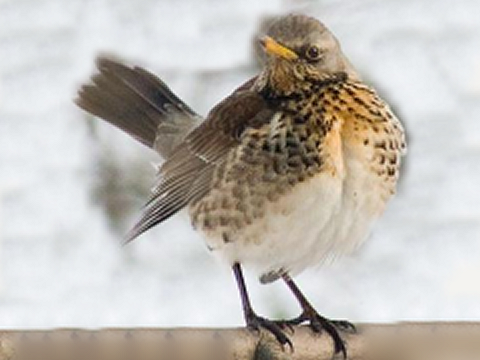 Kramsvogel.