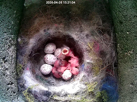 Vier jongeborenen van de koolmees.