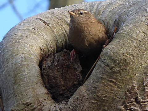 Één van Nederlands kleinste vogels.