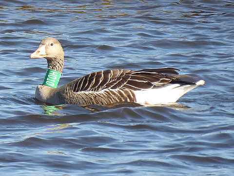 Halsbandgans in de Vondelsloot.